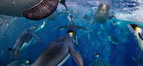 Wildlife