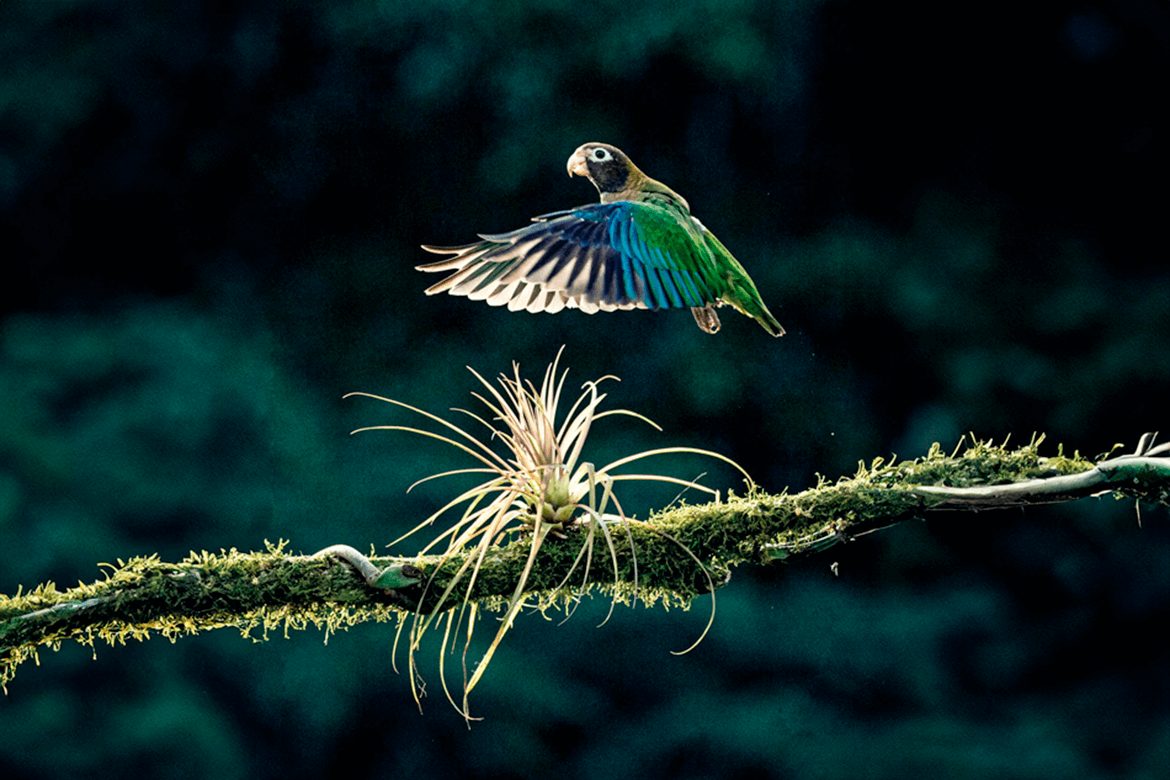 consigli-di-fotografia-naturalistica-3-arcadina