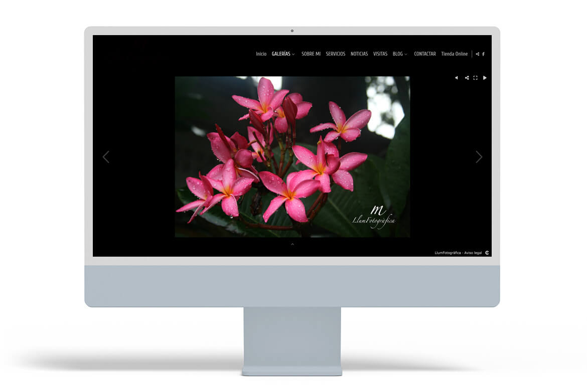 filigrane-per-fotografi-20-llum-fotografica-arcadina