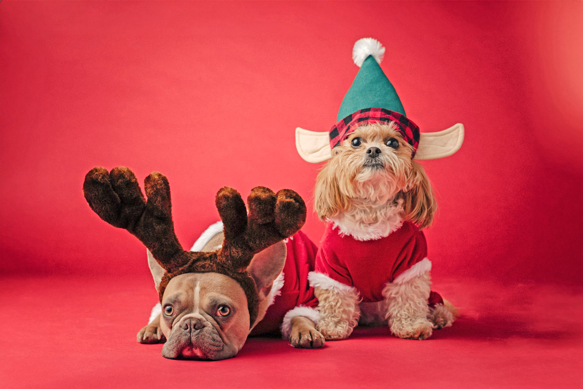 campana-de-navidad-para-fotografos-4-arcadina